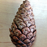 松ぼっくりの研究