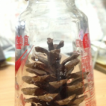 ビン詰め 松ぼっくり クイズ