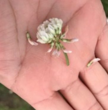 シロツメクサ クローバー の魅力 合弁花 離弁花の分類 たのしい教育研究所 沖縄 公式サイト