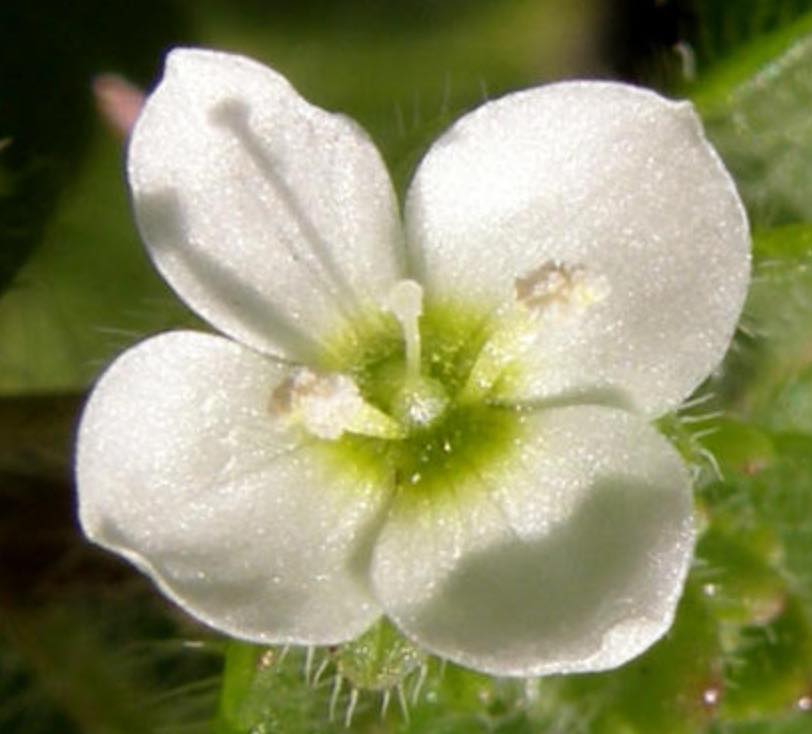 シロツメクサ クローバー の魅力 合弁花 離弁花の分類 たのしい教育研究所 沖縄 公式サイト
