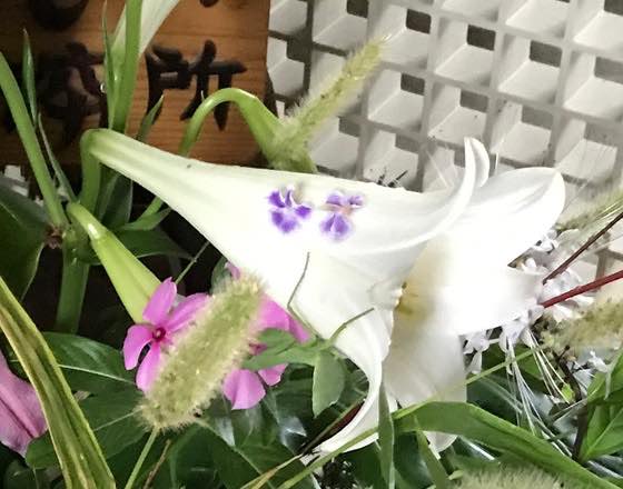 シロツメクサの魅力 合弁花 離弁花の分類 たのしい教育研究所 沖縄 公式サイト