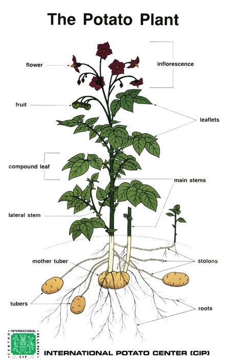 双子葉植物と単子葉植物 ジャガイモは単子葉植物 たのしい教育研究所 沖縄 公式サイト
