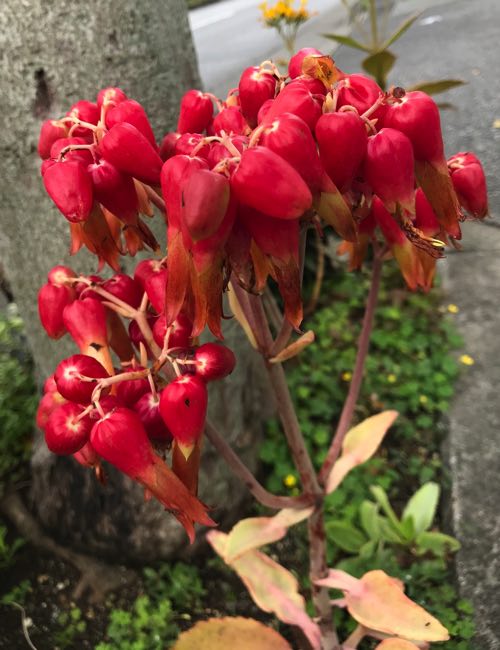 マザーリーフ セイロンベンケイのキレイな花を見つけた たのしい教育プランにします たのしい教育研究所 沖縄 公式サイト