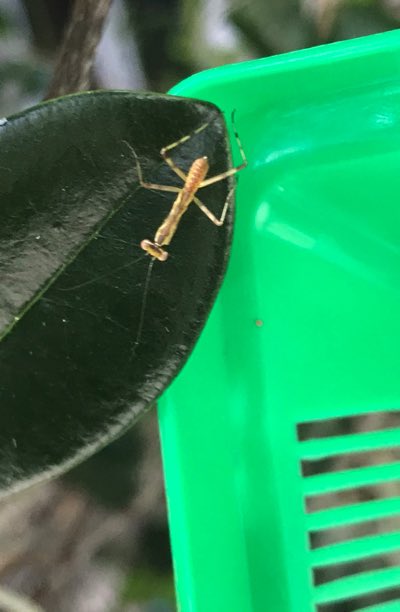 六月に生まれたカマキリの卵 その後 やはり沖縄では必ずしも卵で年を越すわけではない たのしい教育研究所 沖縄 公式サイト