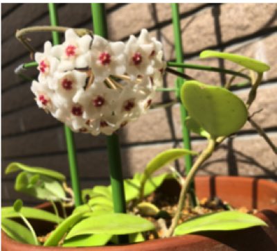 サクララン ホヤ の花が開く Byひな たのしい教育研究所 沖縄 公式サイト