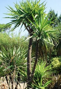 花もいろいろたのしい！ メキシコチモラン（ユッカ） ｜ たのしい教育 