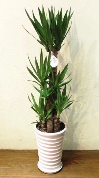 花もいろいろたのしい！ メキシコチモラン（ユッカ） ｜ たのしい教育 