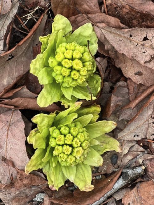 たのしい植物入門 ふきのとうのーふきのとうの花を見ると仲間が分かる たのしい教育研究所 沖縄 公式サイト