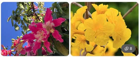 ところで、沖縄で普通に見られるけれど県外ではなかなか見られない花・植物があります。逆に県外では見られるのに沖縄では見ることができない花・植物もあります。